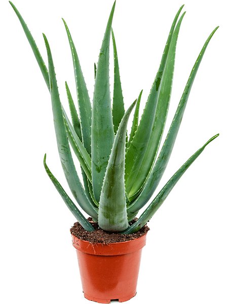 Aloe vera barbadensis, im 19cm Topf, H�he 60cm, Breite 30cm