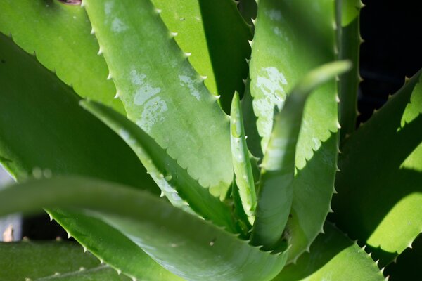 Aloe vera