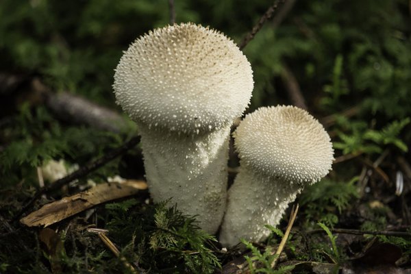 Flaschenstäublinge sind essbare Pilze