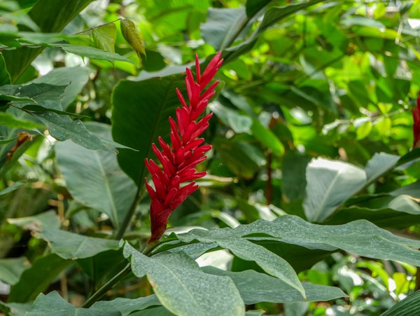 Roter Ingwer Alpinia purpurata