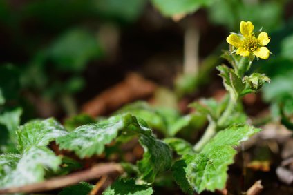 Als Wildpflanze wächst die Gemeine Nelkenwurz (Geum urbanum) vor allem in hellen Laubwäldern und an Waldrändern