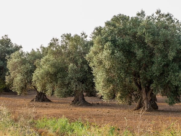 Oliven ernten Olivenbaum alt Lubera