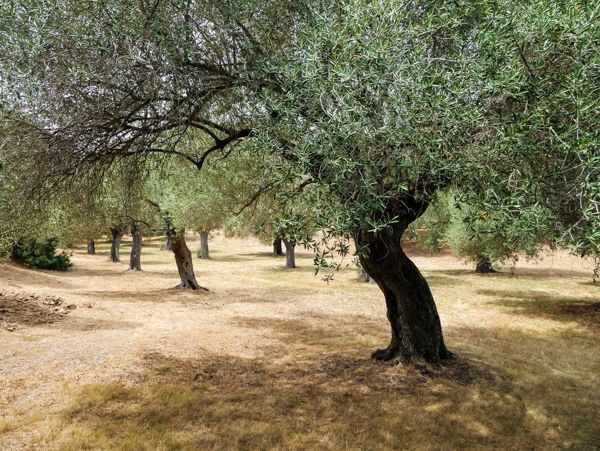 Mediterrane Vegetation