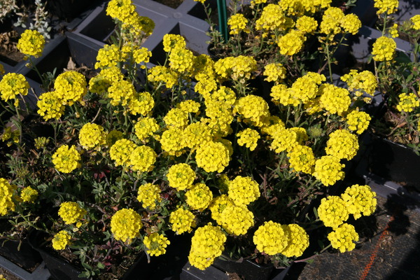 Gartenarbeit im März Lubera Alyssum