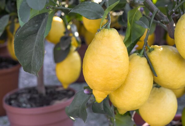 Amalfi Zitrone, Zitrus, Citrus Pflanze, korr