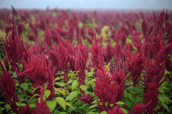 Amaranth Blüten