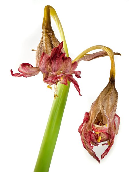 Verblühte Amaryllis