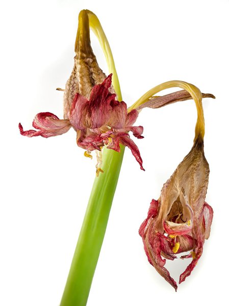 Verblhte Amaryllis