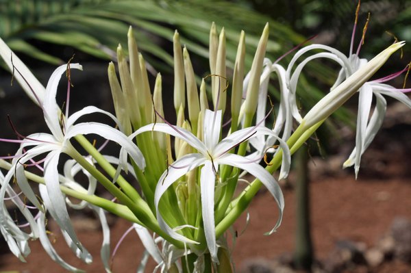 Gartenamaryllis, Hakenlilie