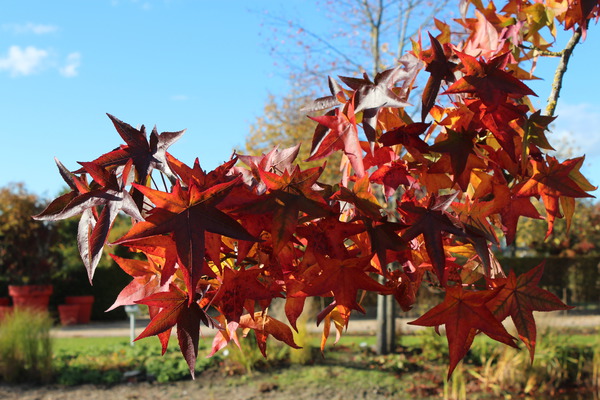 herbstlich gefrbtes Laub, Herbstfrbung