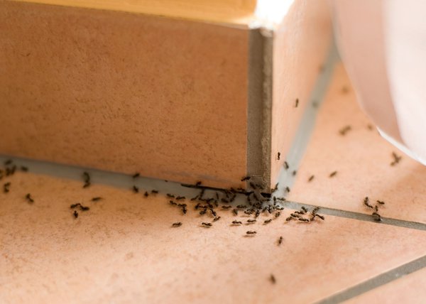 Ameisenbekämpfung ist im Haus angebracht