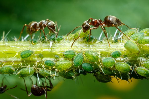 Ameisen beim Melken von Blattläusen