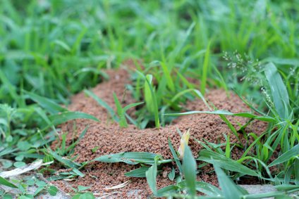 Ameisennest im Rasen