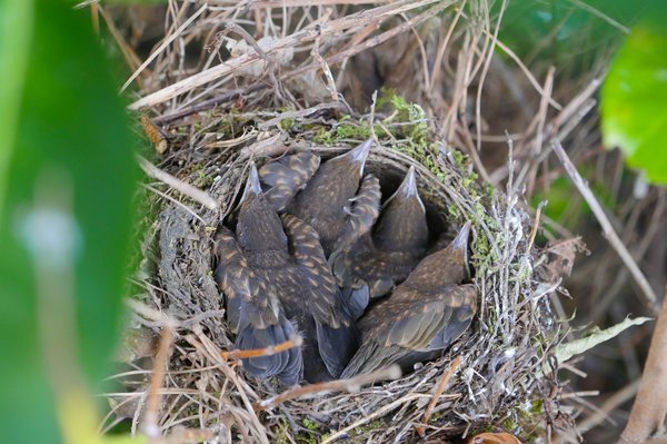 Schwarzdrossel Nest