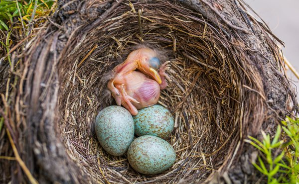 Ist das Nest dauerhaft verwaist?