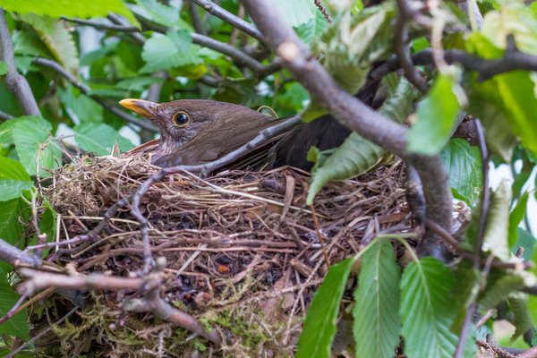 Amselmutter beim Brüten