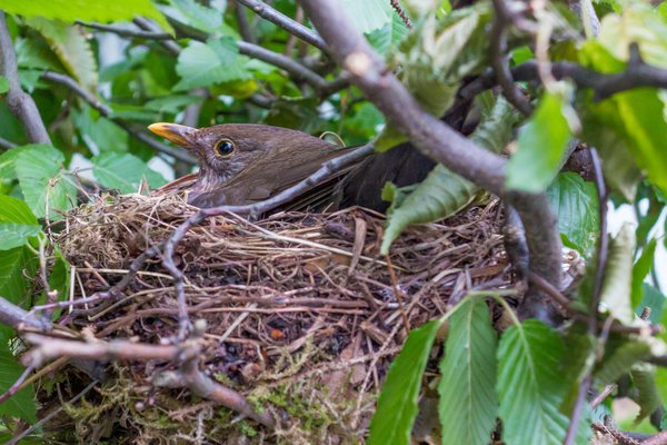 Amselmutter beim Brüten