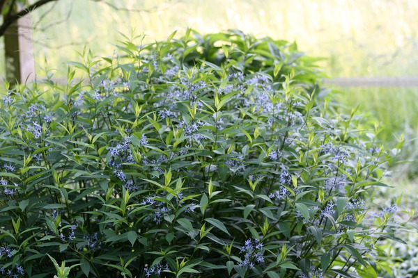 Amsonia tabernaemontana var. salicifolia