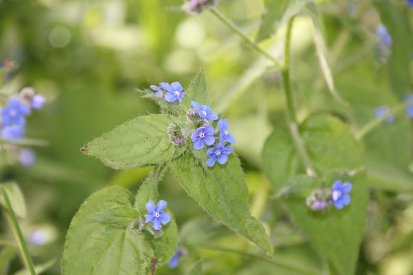 Anchusa azurea 'Dropmore'