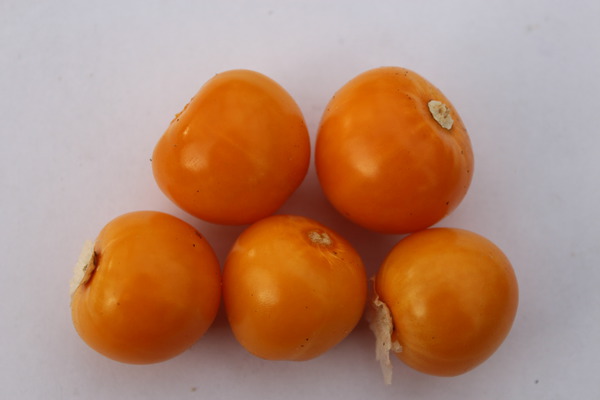 Andenbeere 'Little Buddha' Andenbeere 'Little Buddha'