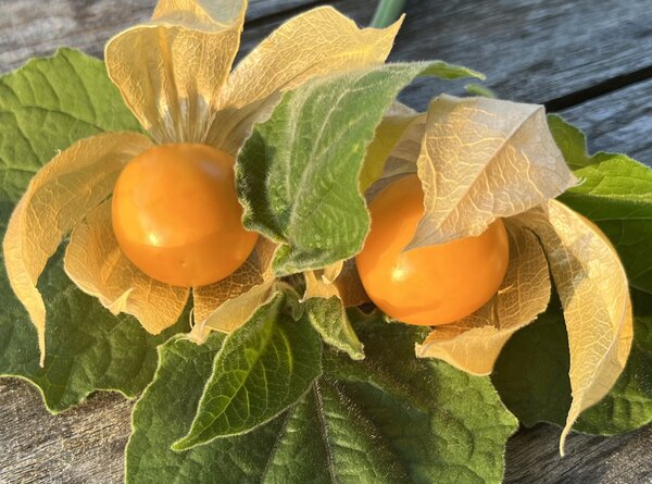 Andenbeere '(Big) Little Buddha', Physalis peruviana