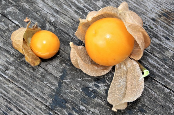  Die Beeren sind kleiner als die klassischen Andenbeeren