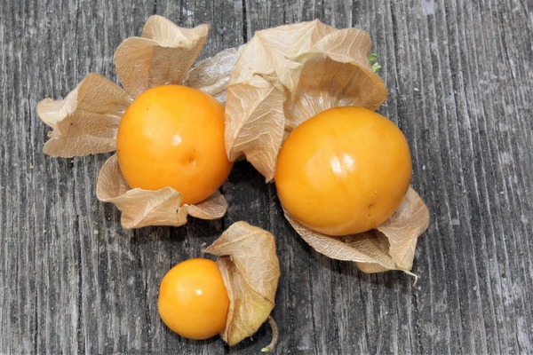 Andenbeere Fruttosa - Beeren , physalis pflanzen, lubera