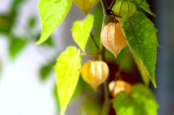 Andenbeere 'Fruttosa', Physalis peruviana