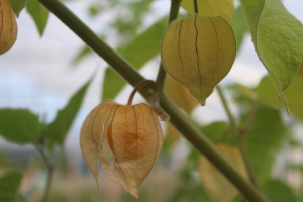 Physalis Peters Beste Physalis Peters Beste