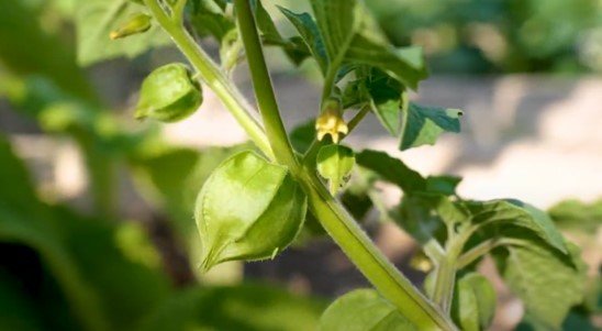 Physalis, Andenbeere, Gartenvideo, Physalis pflanzen