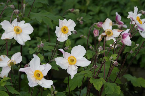 Anemone x 'Dainty Swan'