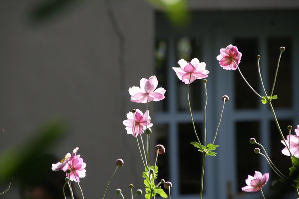 Anemonen Pflanzen