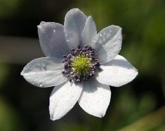 Anemone leveillei