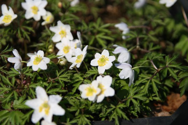 Anemone nemorosa