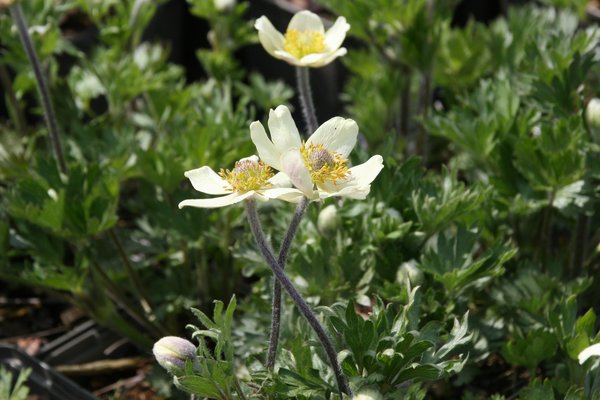 Anemone palmata. Frhlingsanemone