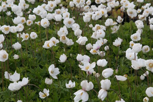 Anemone sylvestris