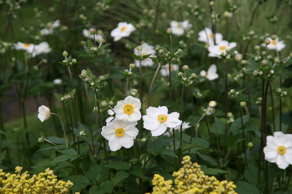 Anemone japonica 'Honorine Jobert'