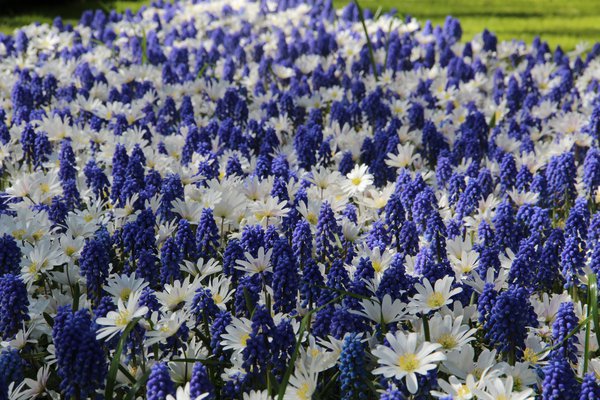 Blumenzwiebeln verwildern Anemone White Splendour und Muscaris Blue Magic Lubera