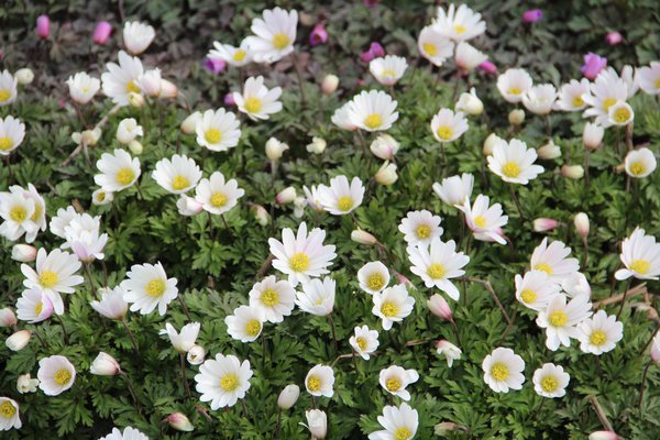 Strahlenanemone 'White Splendour'