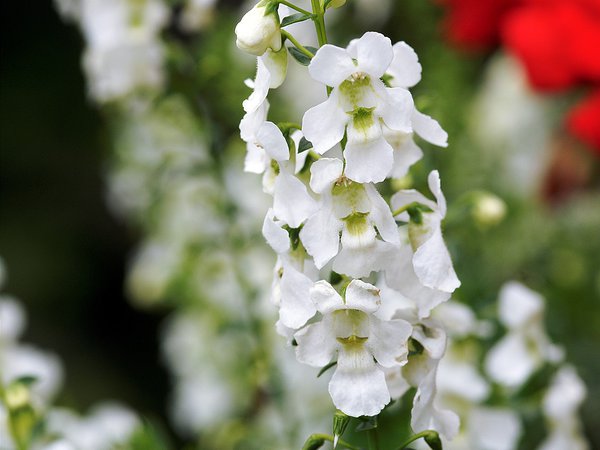 Angelonien pflanzen und pflegen, Engelsgesicht, Angelonie weiss, Angelonia angustifolia, Sommer Lwenmaul, Lubera