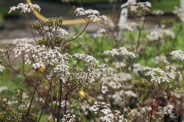 Anthriscus Ravenswing