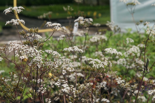 Anthriscus sylvestris Ravenswing