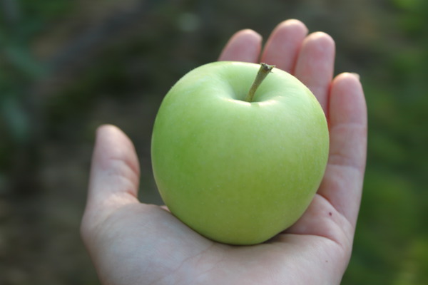 Äpfel gesund Apfel Bionda Bella Lubera