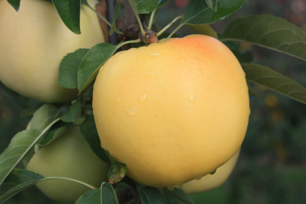Apfel Paradis Bella Bionda® Marylin®