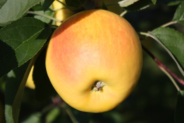 Äpfel gesund Apfel Paradis Bella Bionda Marylin