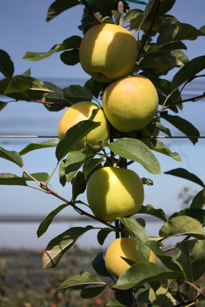 Apfel Paradis Bionda Patrizia Lubera