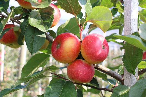 reifende Früchte am Baum
