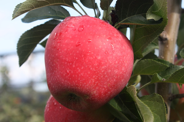 Apfel Paradis® Myra - Hochstamm