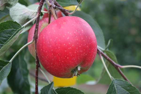  Wann sind Äpfel reif Apfelernte Paradis Ninifee Lubera