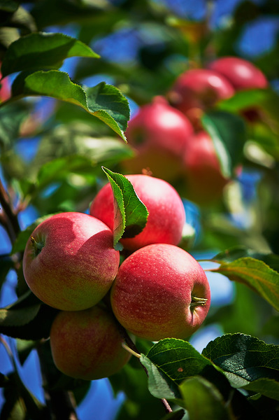 Apfel Paradis® Sparkling®